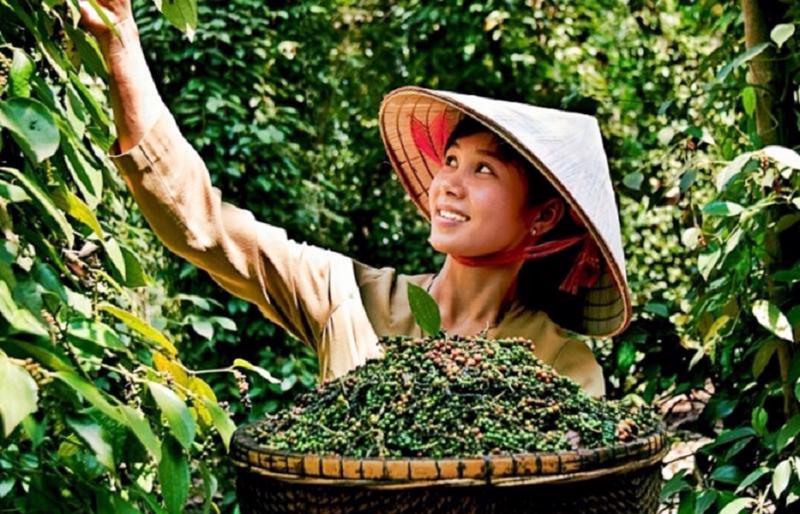 Việt Nam là một trong những quốc gia trồng và xuất khẩu hồ tiêu hàng đầu thế giới