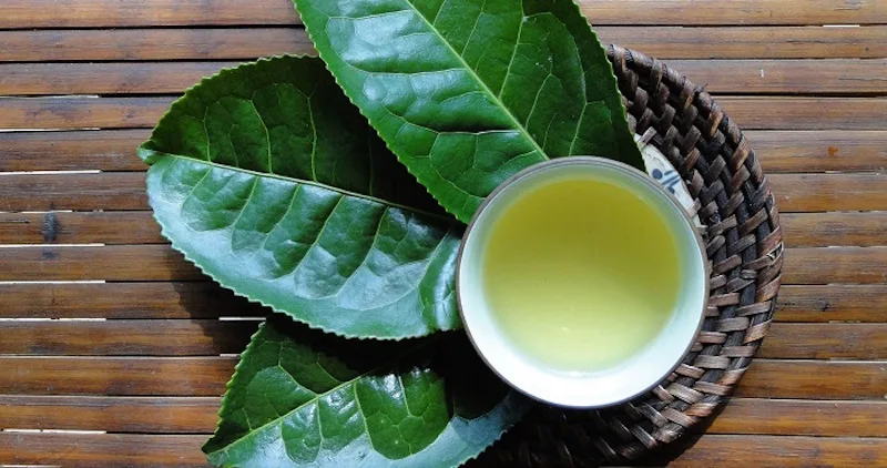 Hàm lượng chất chống oxy hóa cực cao (EGCG) trong lá trà xanh tươi giúp bảo vệ tế bào và tăng cường hệ miễn dịch.