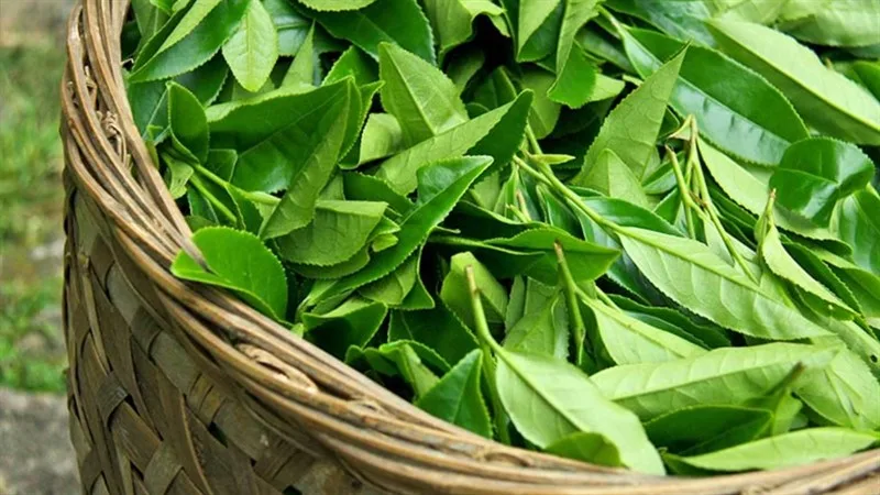 Công đoạn vò nhẹ lá chè bánh tẻ giúp phá vỡ cấu trúc tế bào để giải phóng tối đa tinh dầu và dưỡng chất khi hãm.
