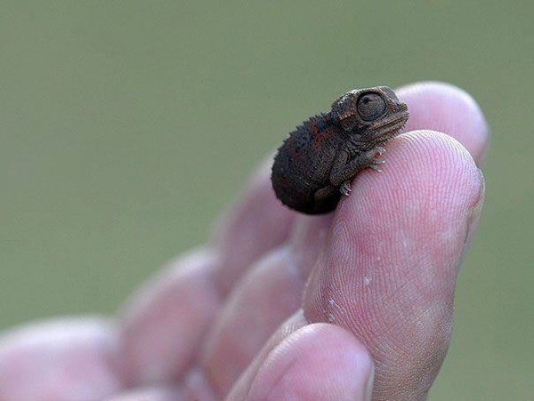 Tắc kè Brookesia Micra