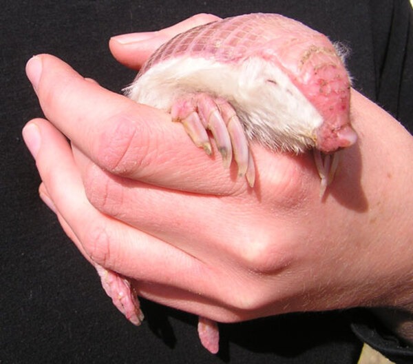 Tê tê Pink Fairy Armadillo