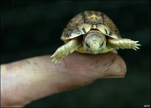 Rùa đốm Speckled Padloper