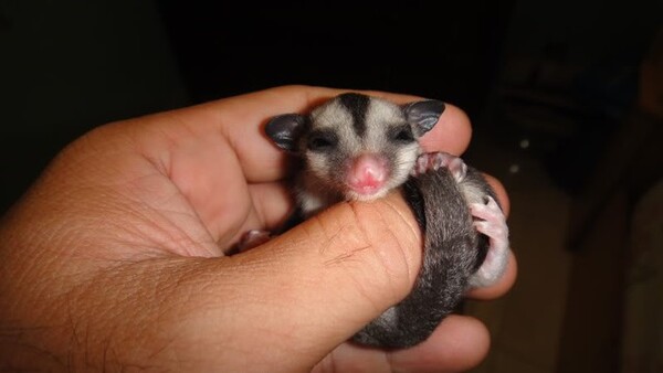 Sóc bay Sugar Glider