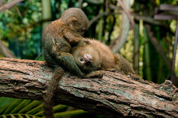 Khỉ lùn Pygmy Marmoset