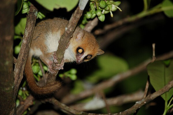 Chuột Lemur